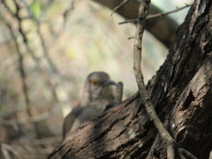 Toxostoma curvirostre