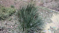 Schoenoplectus americanus