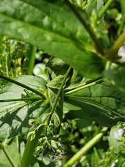 Veronica anagallis-aquatica