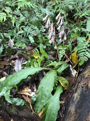 Cremastra appendiculata