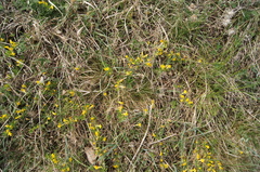 Chamaecytisus ratisbonensis