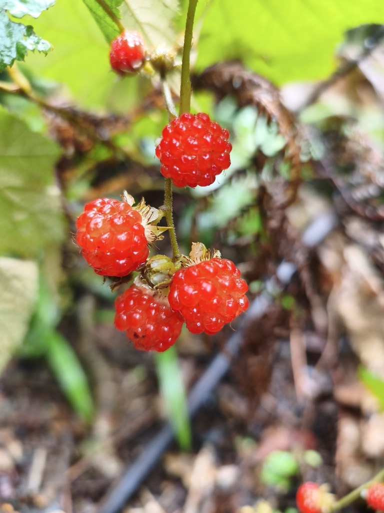 Broad-leaf Bramble (Rubus moluccanus)