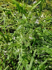 Veronica anagallis-aquatica