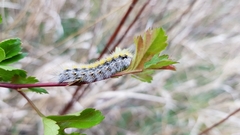 Diacrisia purpurata