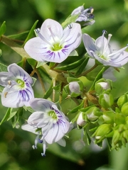 Veronica anagallis-aquatica