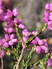 Erica nutans