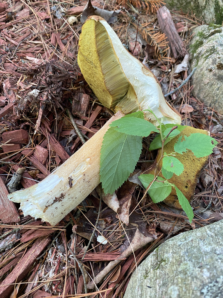 Smoothish-stemmed bolete · June 2026 · photo: Photo: (c) Abby Ciona, some rights reserved (CC BY) · iNaturalist