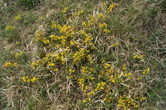 Chamaecytisus ratisbonensis