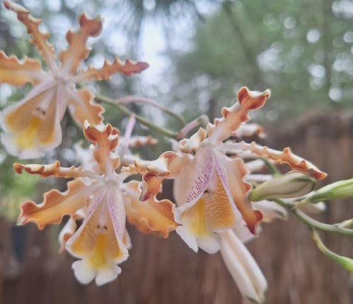 Christina’s Ant-loving Orchid