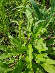 Rumex