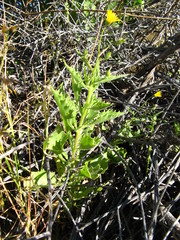 Osteospermum microcarpum microcarpum