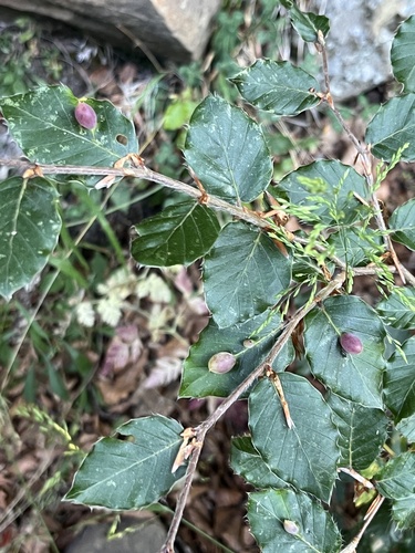 Beech Gall Midge