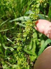 Rumex