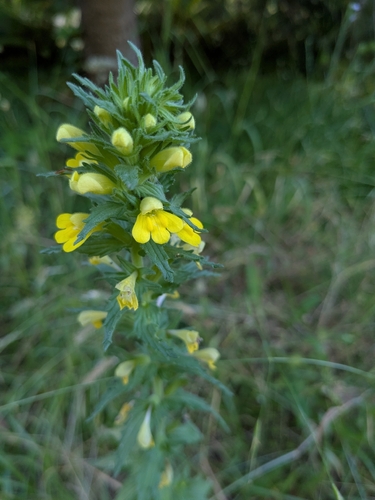 Yellow Glandweed