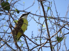 Pitangus sulphuratus