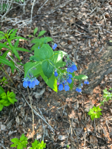 Tall Bluebell