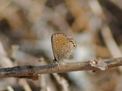 Brephidium pseudofea