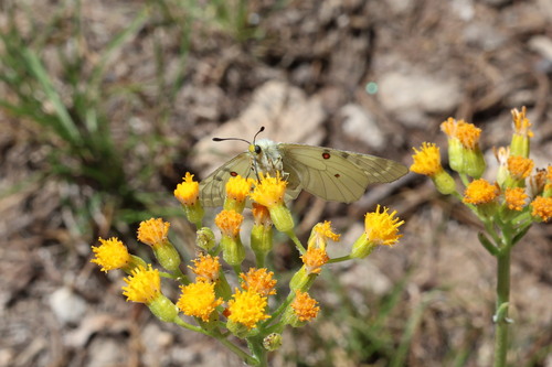 iNaturalist observation photo of Clodius Parnassian