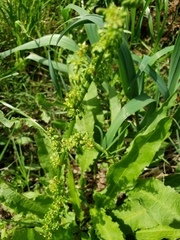 Rumex