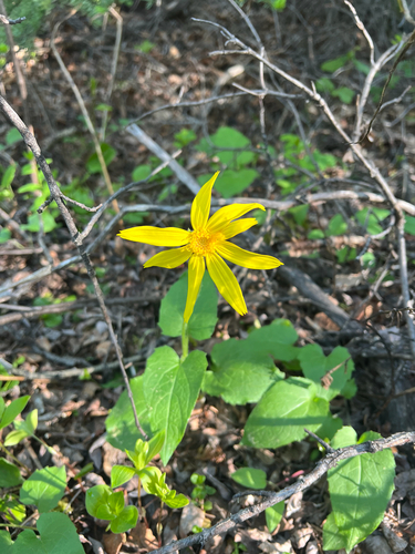 heartleaf arnica