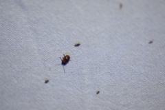 Cryptocephalus notatus