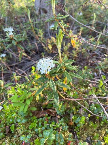 Bog Labrador Tea