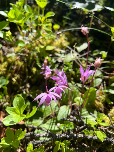 Eastern Fairy-slipper