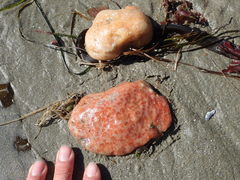 Aplidium solidum