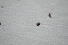 Cryptocephalus notatus