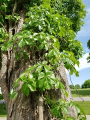 Parthenocissus quinquefolia
