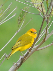 Sicalis columbiana