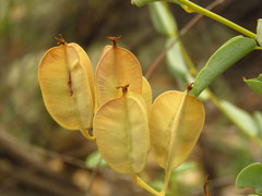 Dioscorea hemicrypta