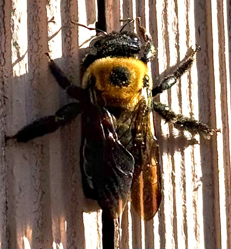 Eastern Carpenter Bee