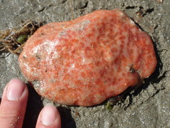 Aplidium solidum