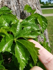 Parthenocissus quinquefolia