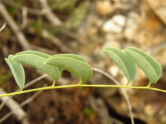 Dioscorea hemicrypta
