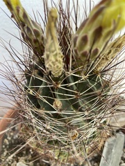 Hamatocactus