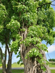 Parthenocissus quinquefolia