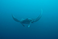 Mobula birostris
