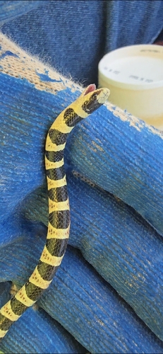 Colorado Desert Shovelnose Snake