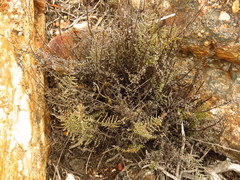 Cheilanthes parviloba