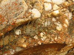 Cheilanthes parviloba