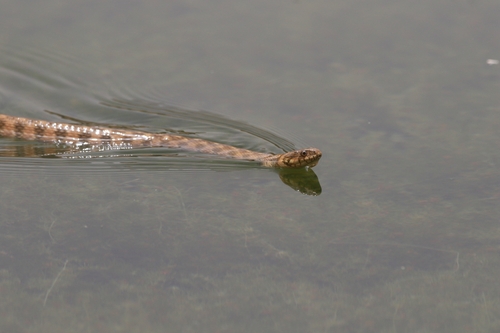 Viperine Snake