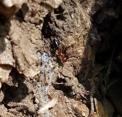 Camponotus hyatti