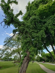 Parthenocissus quinquefolia