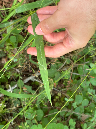 Bromus vulgaris, photograph 6