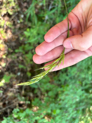 Bromus vulgaris, photograph 4