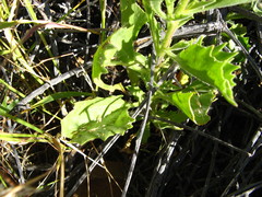 Osteospermum microcarpum microcarpum