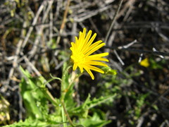 Osteospermum microcarpum microcarpum