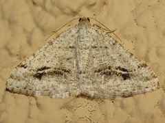 Digrammia pictipennata